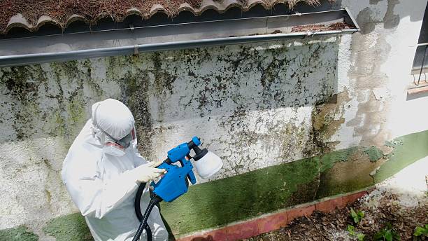 Trusted Basement Mold Remediation service in Madera, PA - Cheap Mold Removal